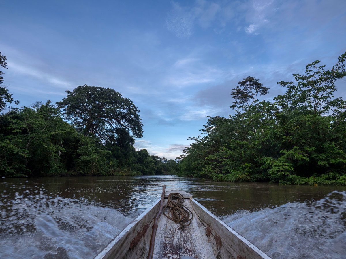 "La selva puede tragarte"